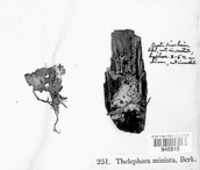 Thelephora miniata image